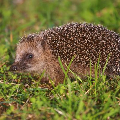 Egel in het gras door Peter van der Meer