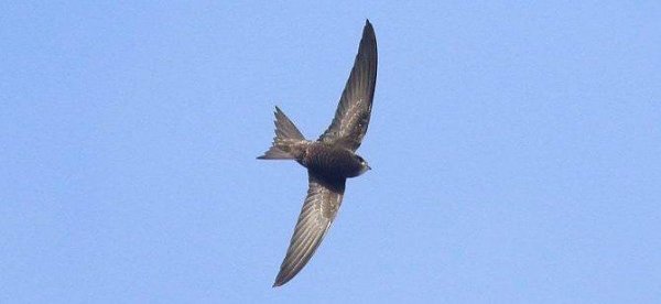 Gierzwaluw