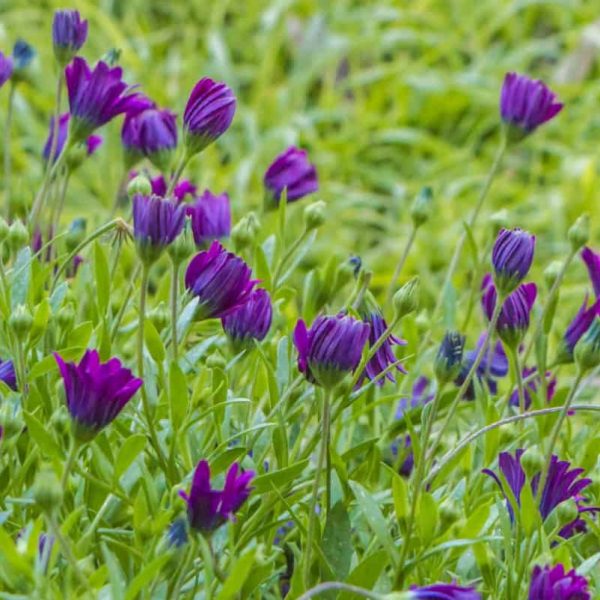Gras met bloemen