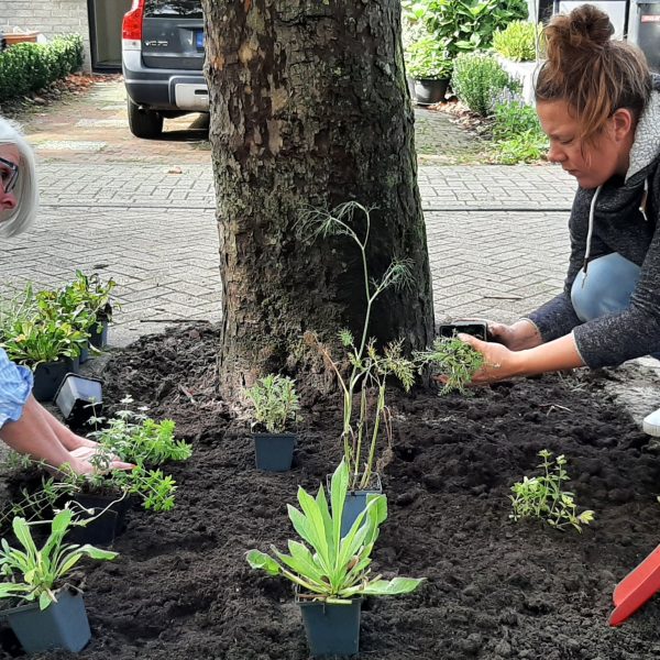 Bewoners planten boomspiegel