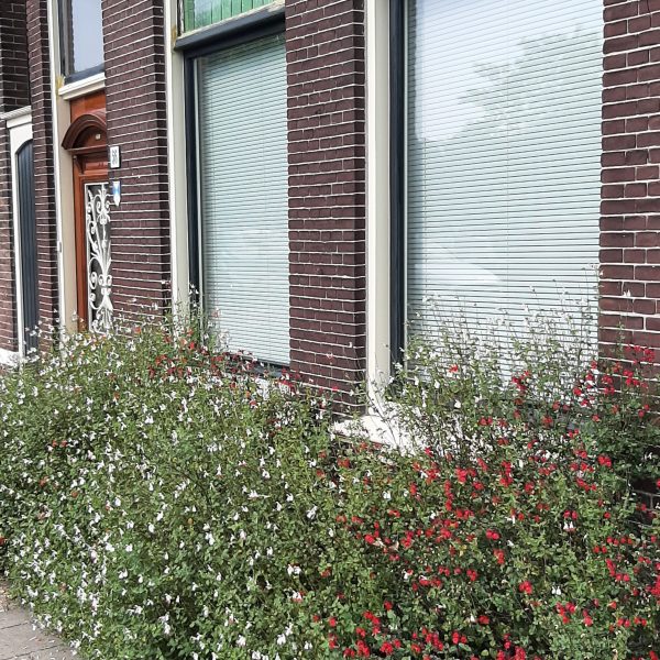 Voorbeeld geveltuin
