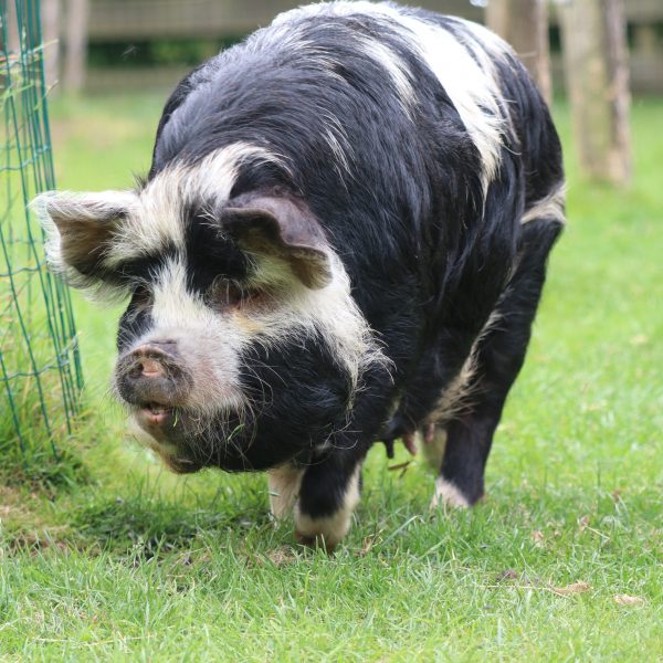 2025 07 05 Kune Kune biggen 5
