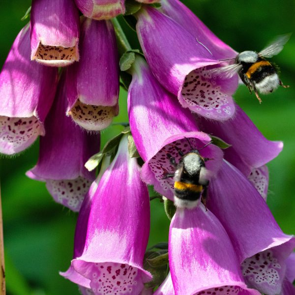 Aardhommel en Vingerhoedskruid