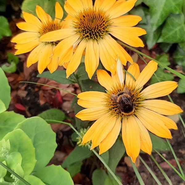 Bij of hommel op gele bloem