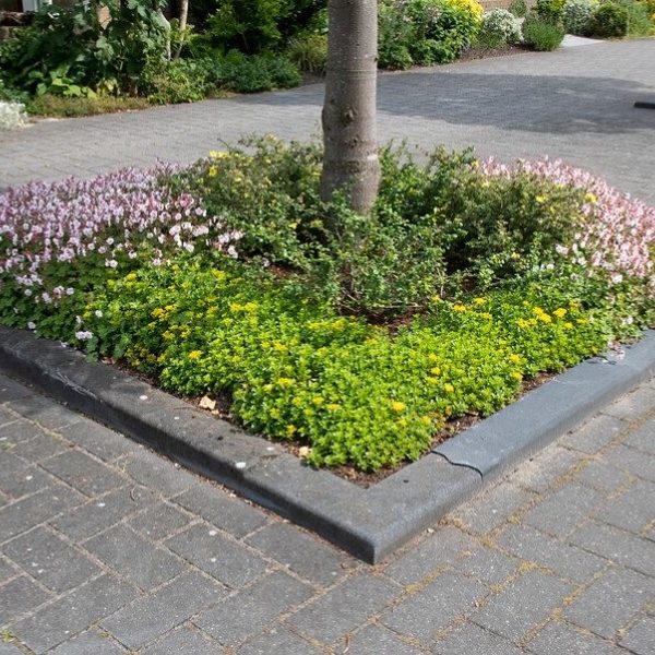 GMJD Boomspiegel De Korverplantsoen