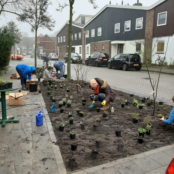 Van Persijnstraat tijdens inpanten bloemenborder