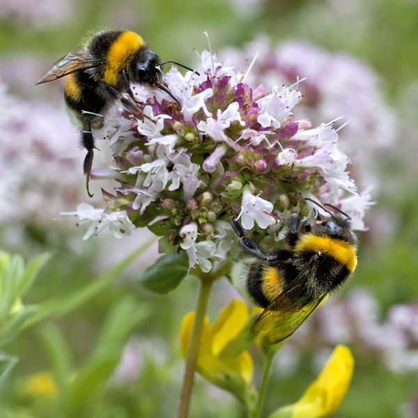 Hommels op wilde marjolein
