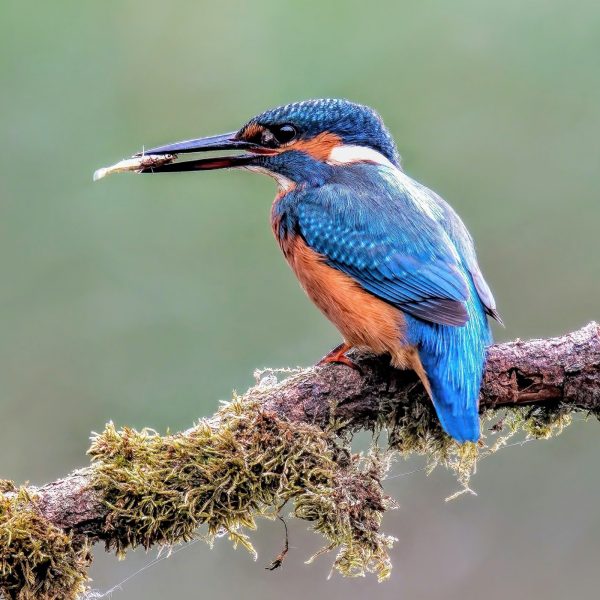 IJsvogel Foto van Ton Bos