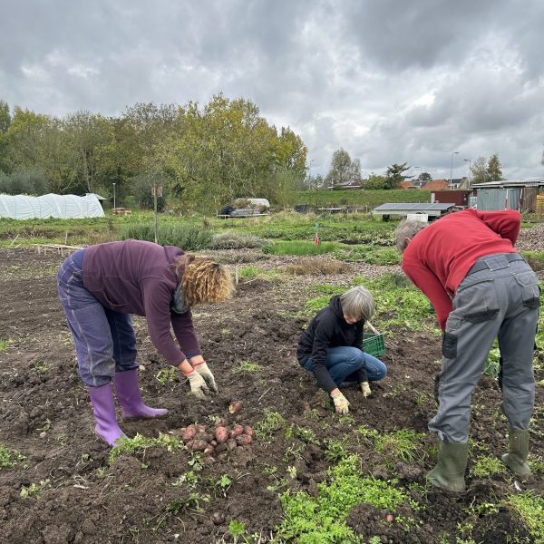 Mensen oogsten op de stadsakker