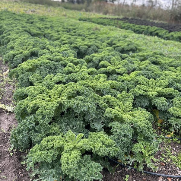 Boerenkool op de stadsakker