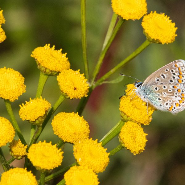 Icarusblauwtje op Boerenwormkruid