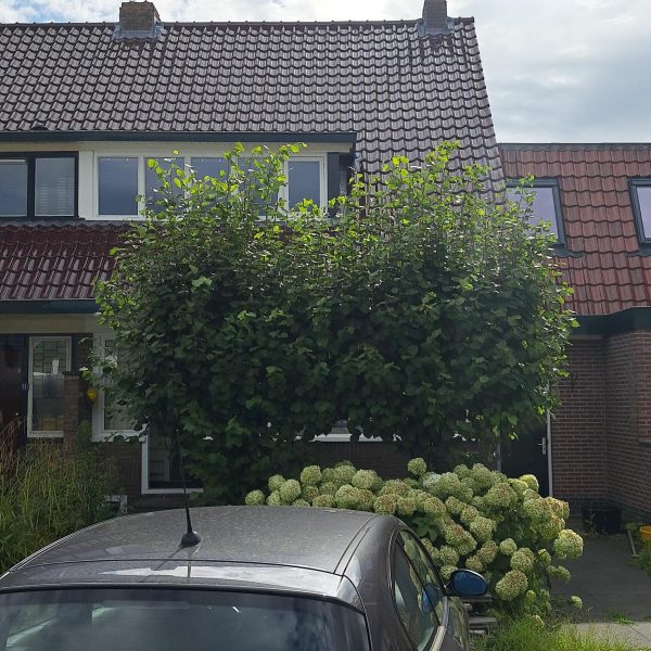 Jelle IMG 20250729 104519
