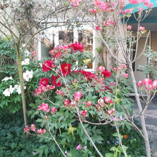 Kleine voortuin gus IMG 20190422 WA0002