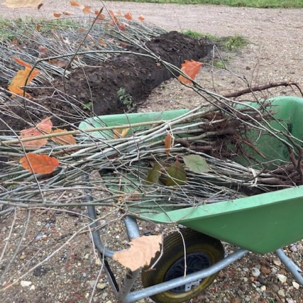 Kruiwagen met zaailingen