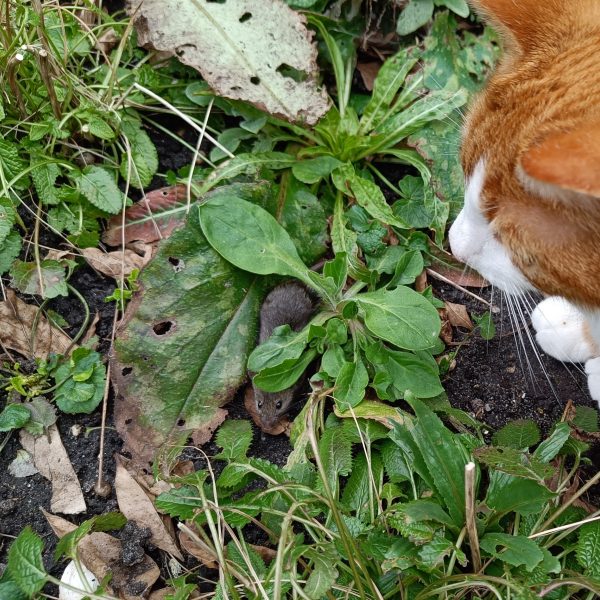 Muis in de tuin Mascha Bom