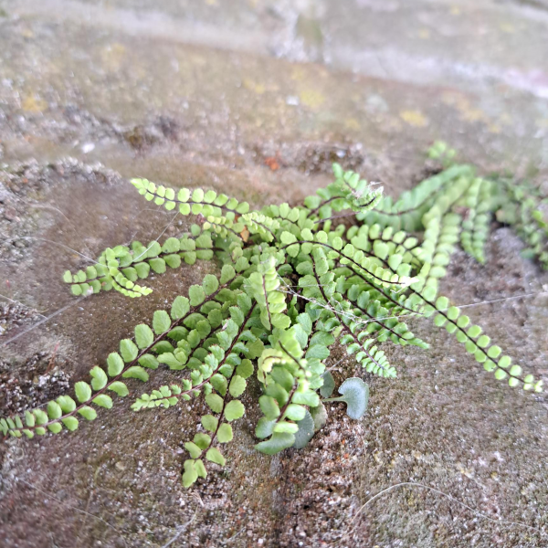 Muurplanten binnenstad 2