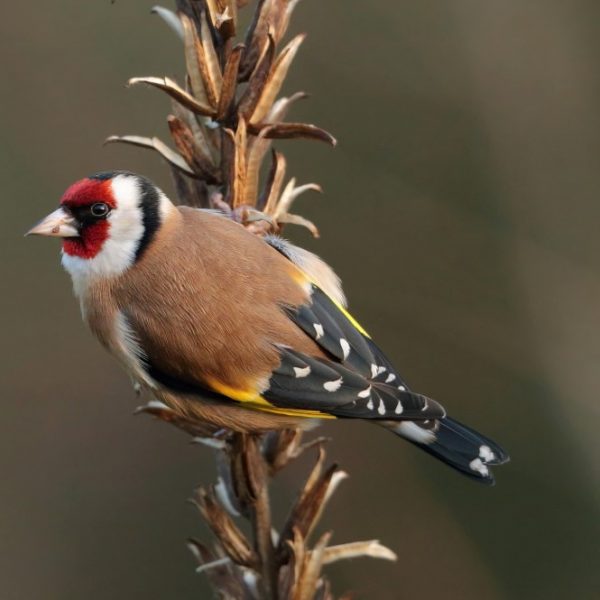 Putter horneman69 0967bc6b5c5536c9e45c6b8414861b67 Custom