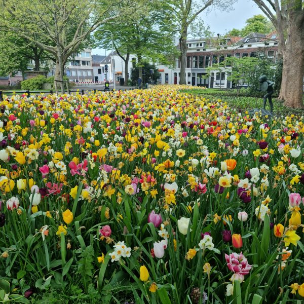 Tulpen in een grasveld