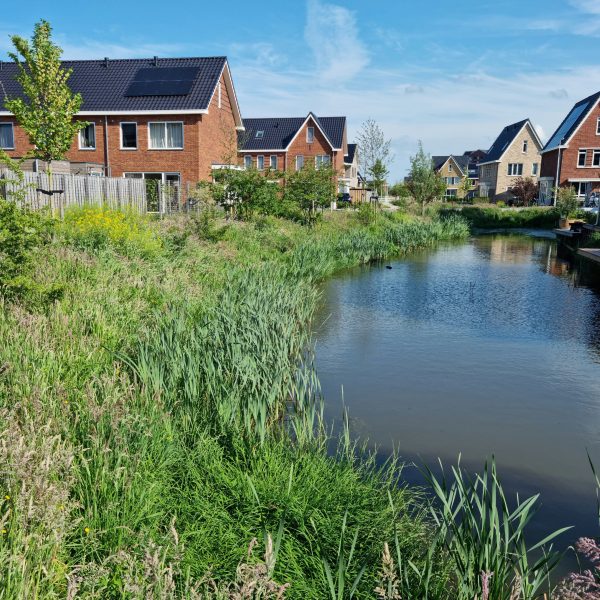 Westergouwe natuurvriendelijke oever