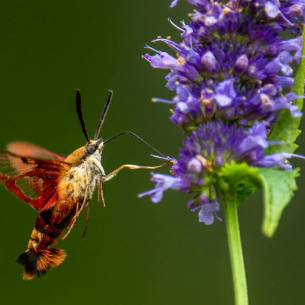 Insect op paarse bloem