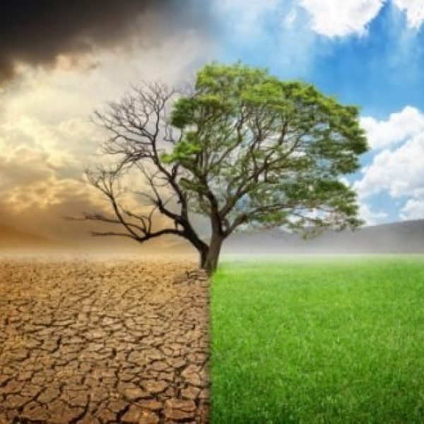 Boom tijdens droogte en nat weer