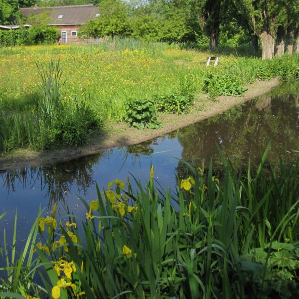 Natuurvriendelijke oever
