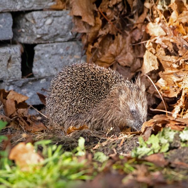 Egel