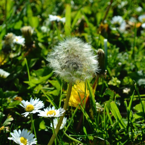 Gras met bloemen