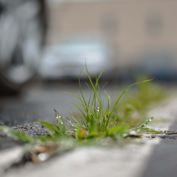 Gras tussen tegel onkruid
