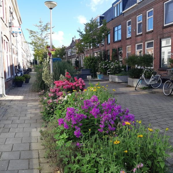 Groen in de straat Cornelis Ketelstraat Kadenbuurt
