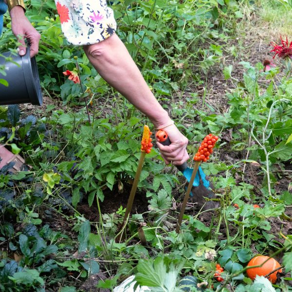Inplanten