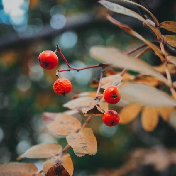 Herfst lijsterbesjes