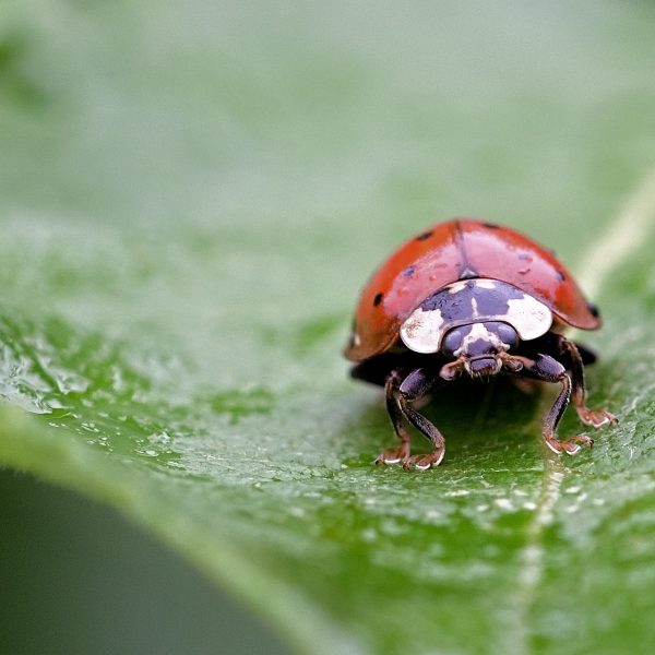 Lieveheersbeestje op blad