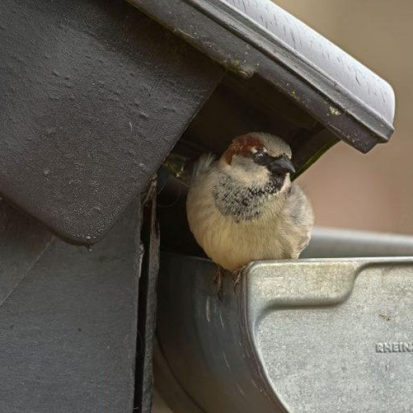 Huismus onder een dakpan