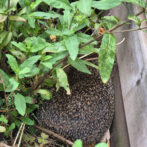 Egeltje in de tuin van Jan