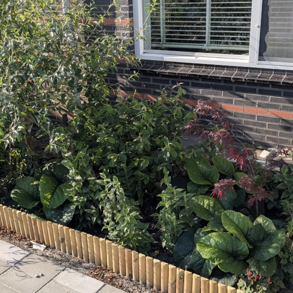 Nieuwe groene voortuin van Koen