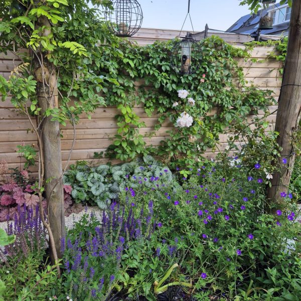 Planten en bloemen in de tuin van Jan