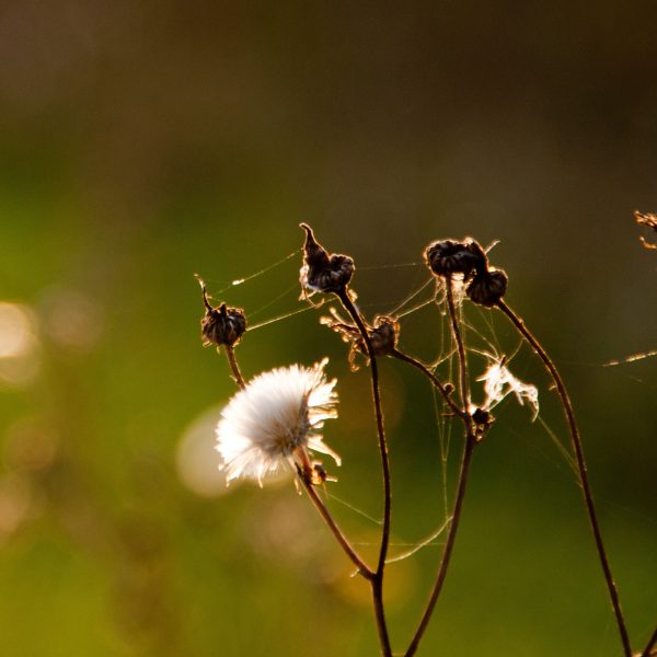Uitgebloeide bloem