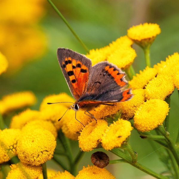 Week van de groene tuin vlinder willy heijenga