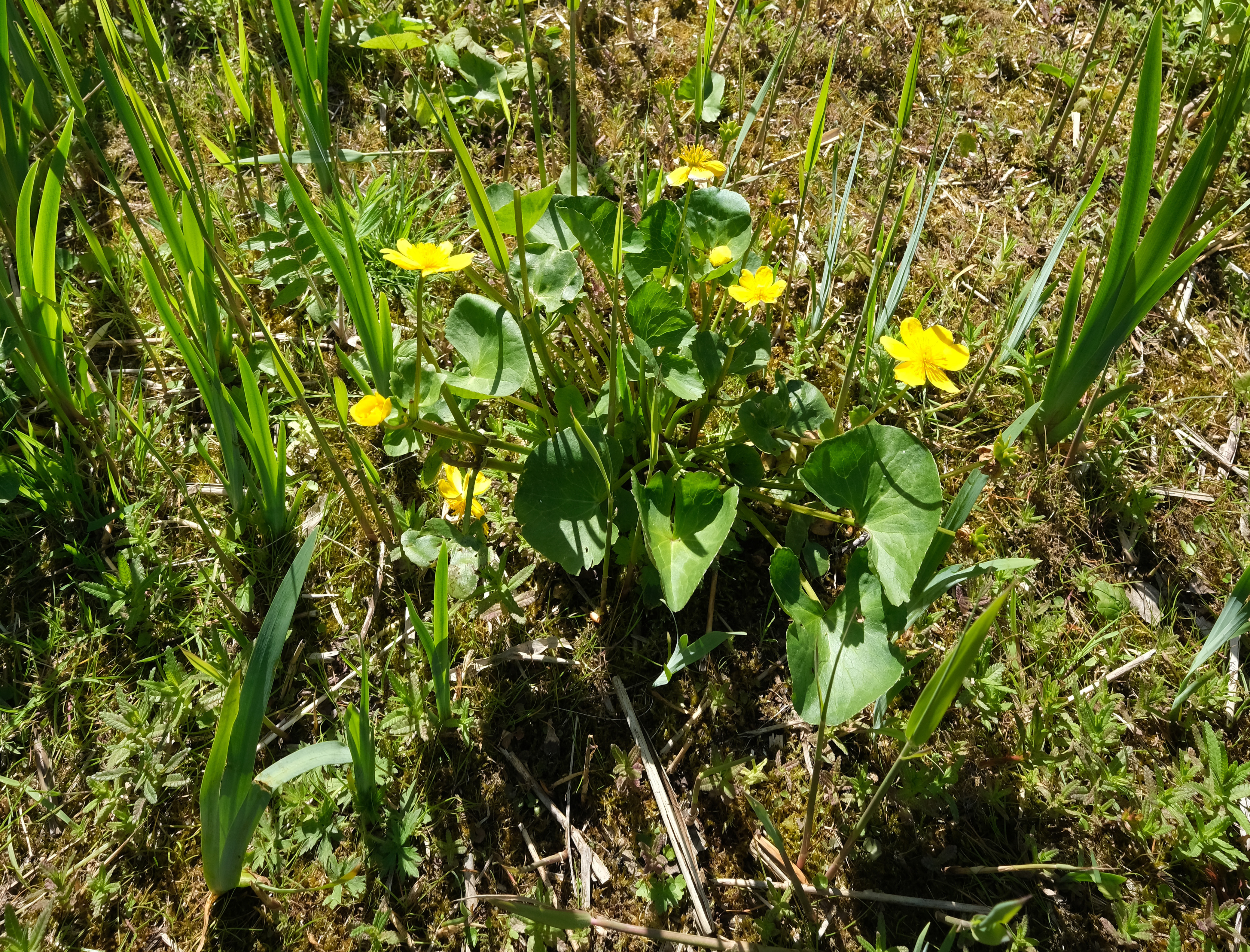 Dotterbloem