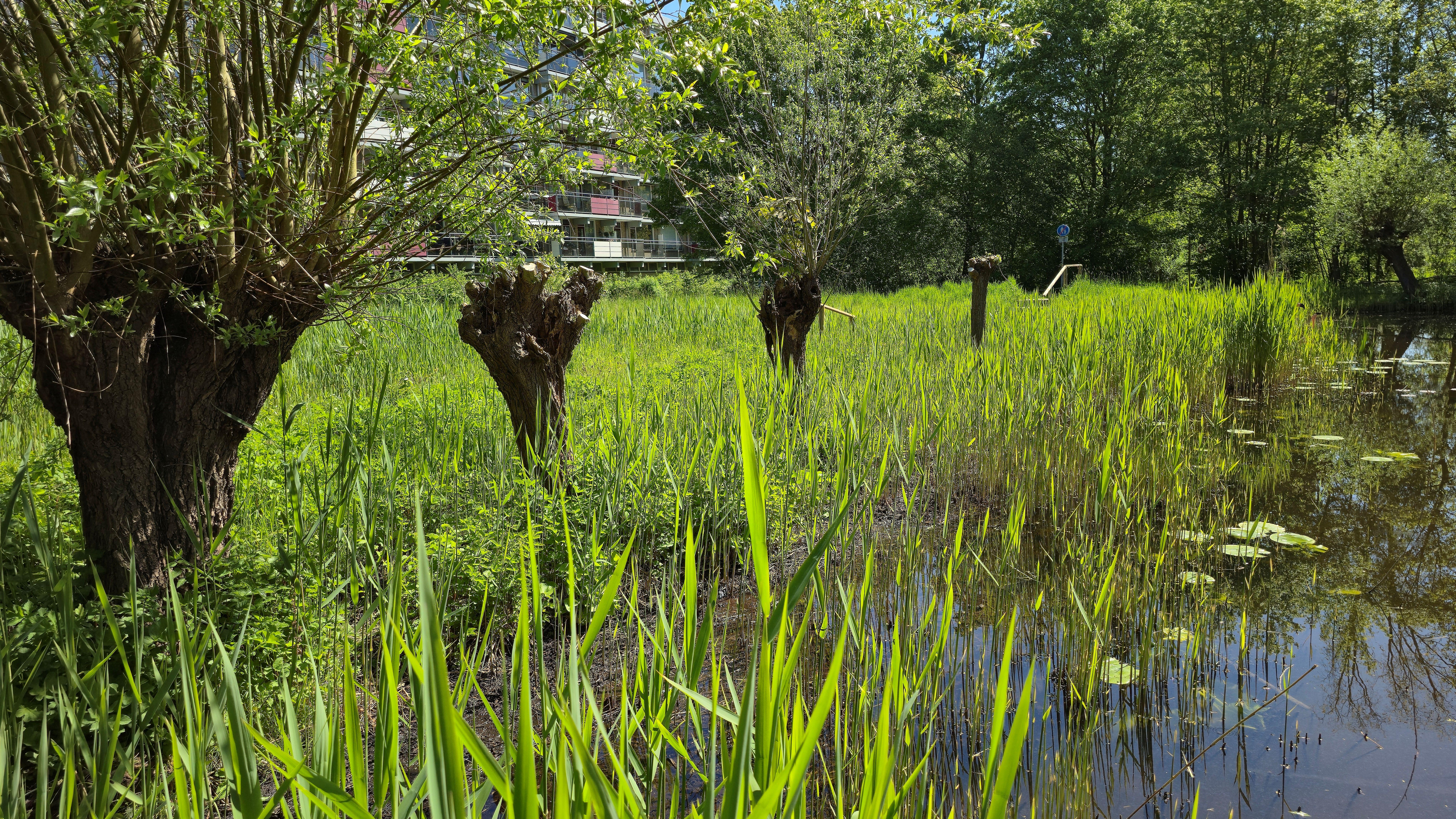 Water en moerasplanten op Heempad