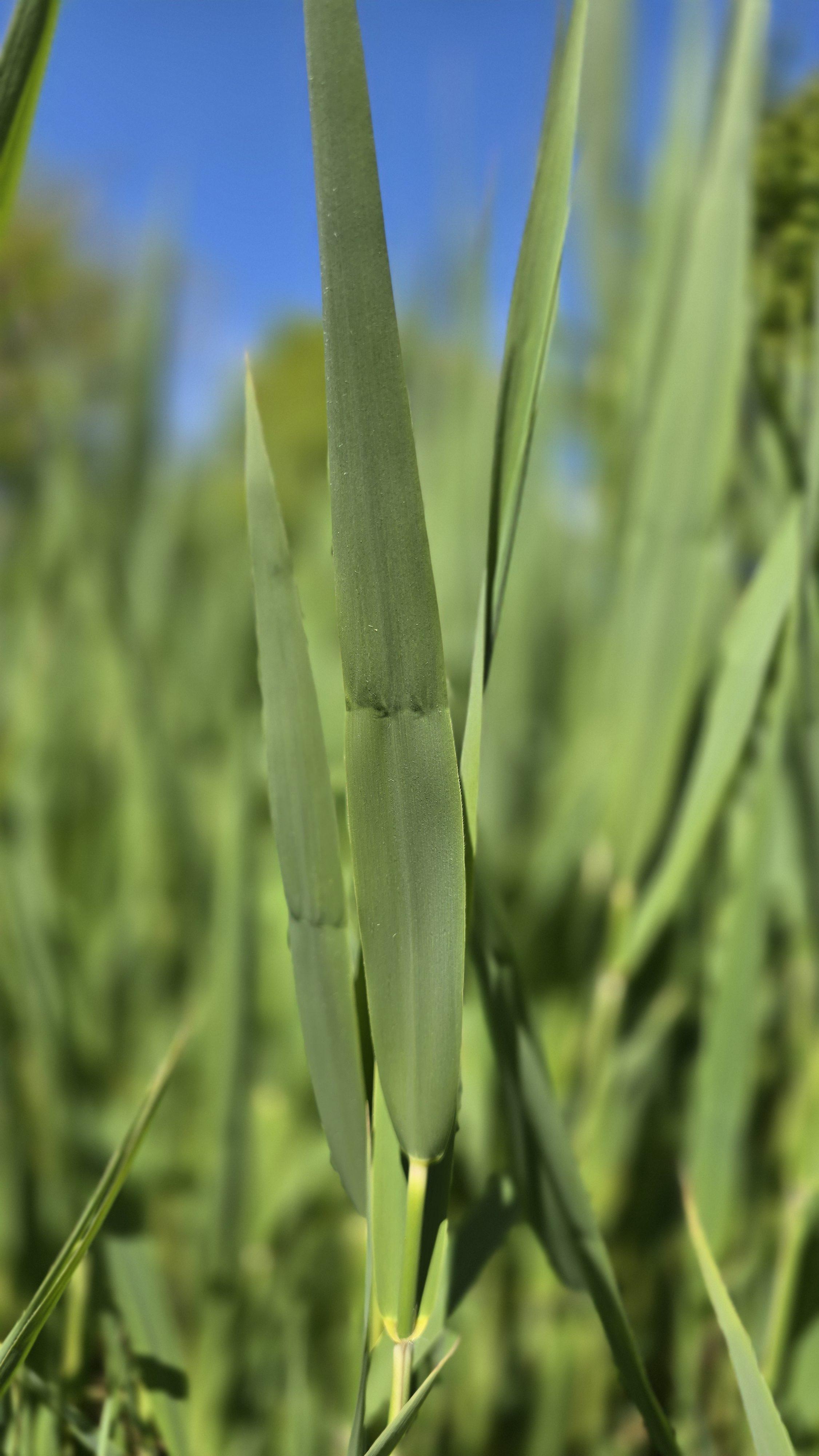 Duivelsbeet op riet