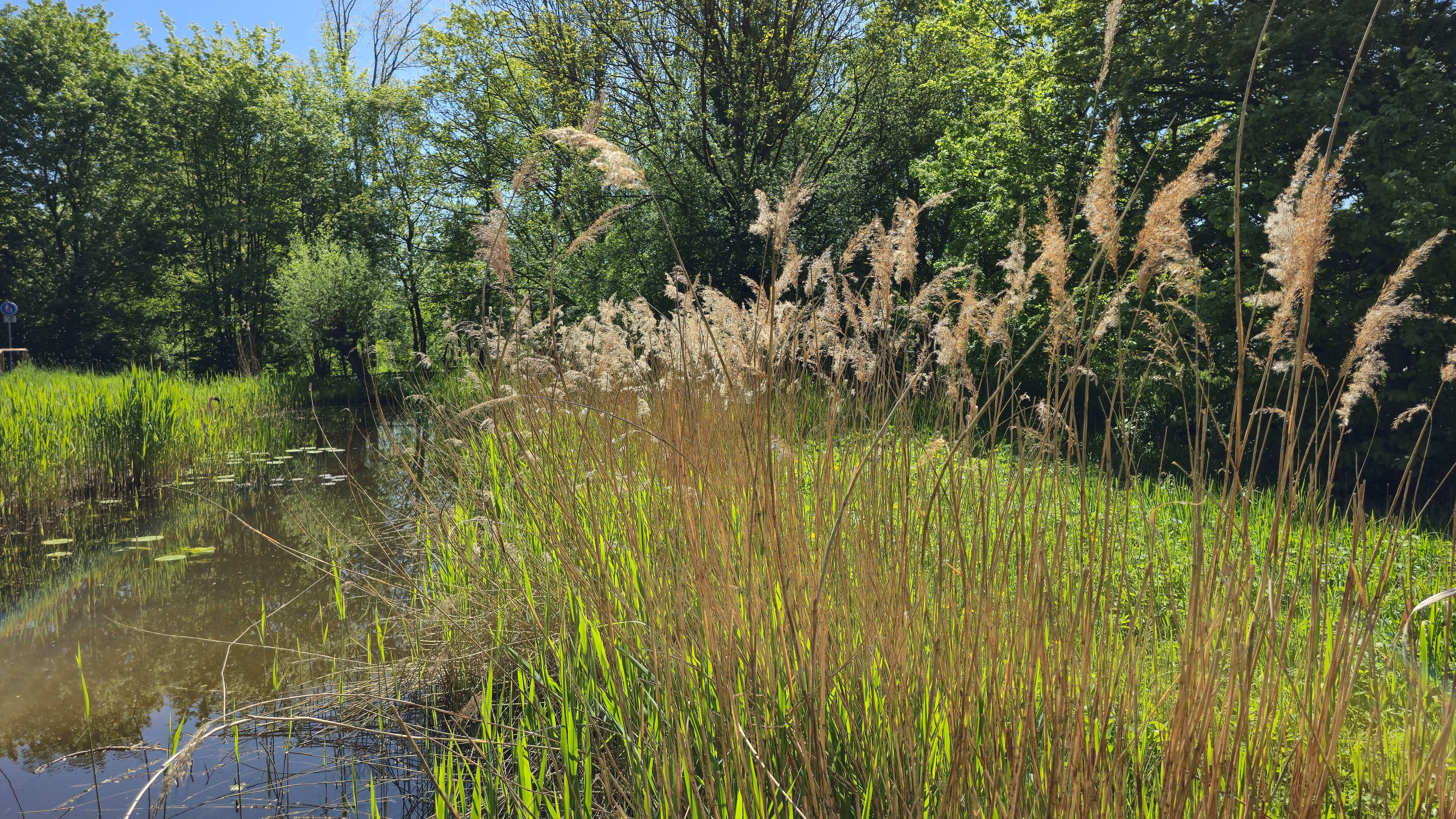 Riet aan het Heempad