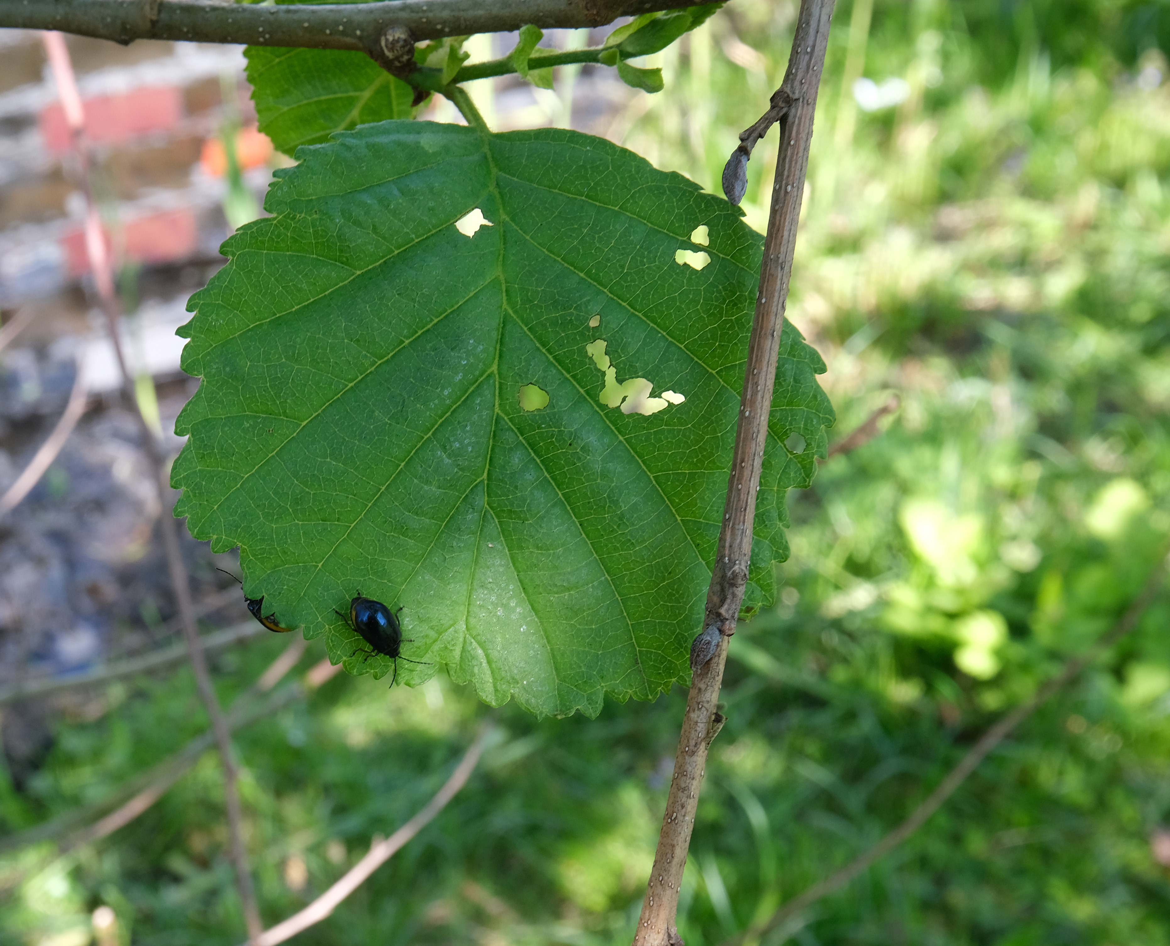 Elzenhaantje op een blad