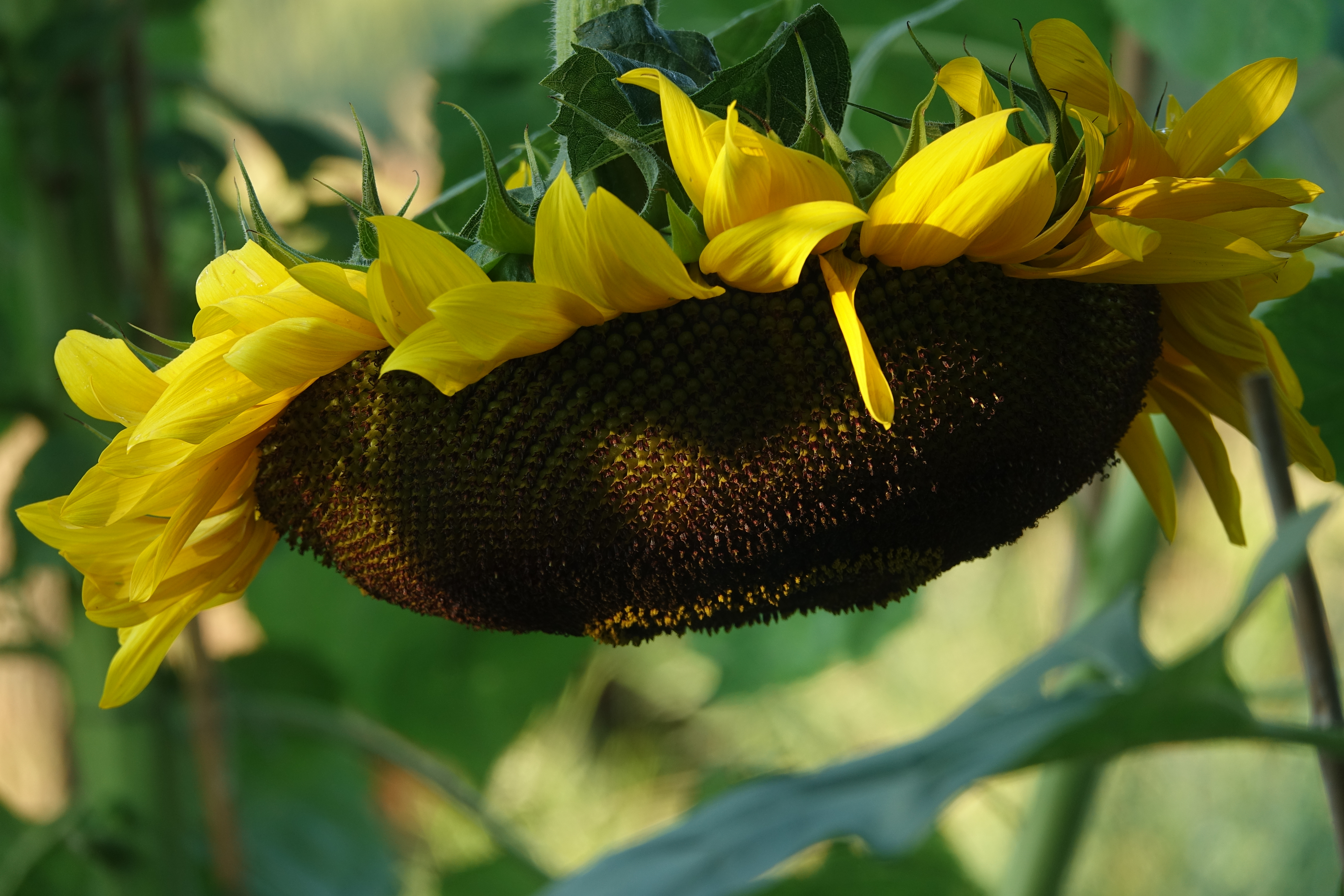 Zonnebloem tuin Lidy en Bert