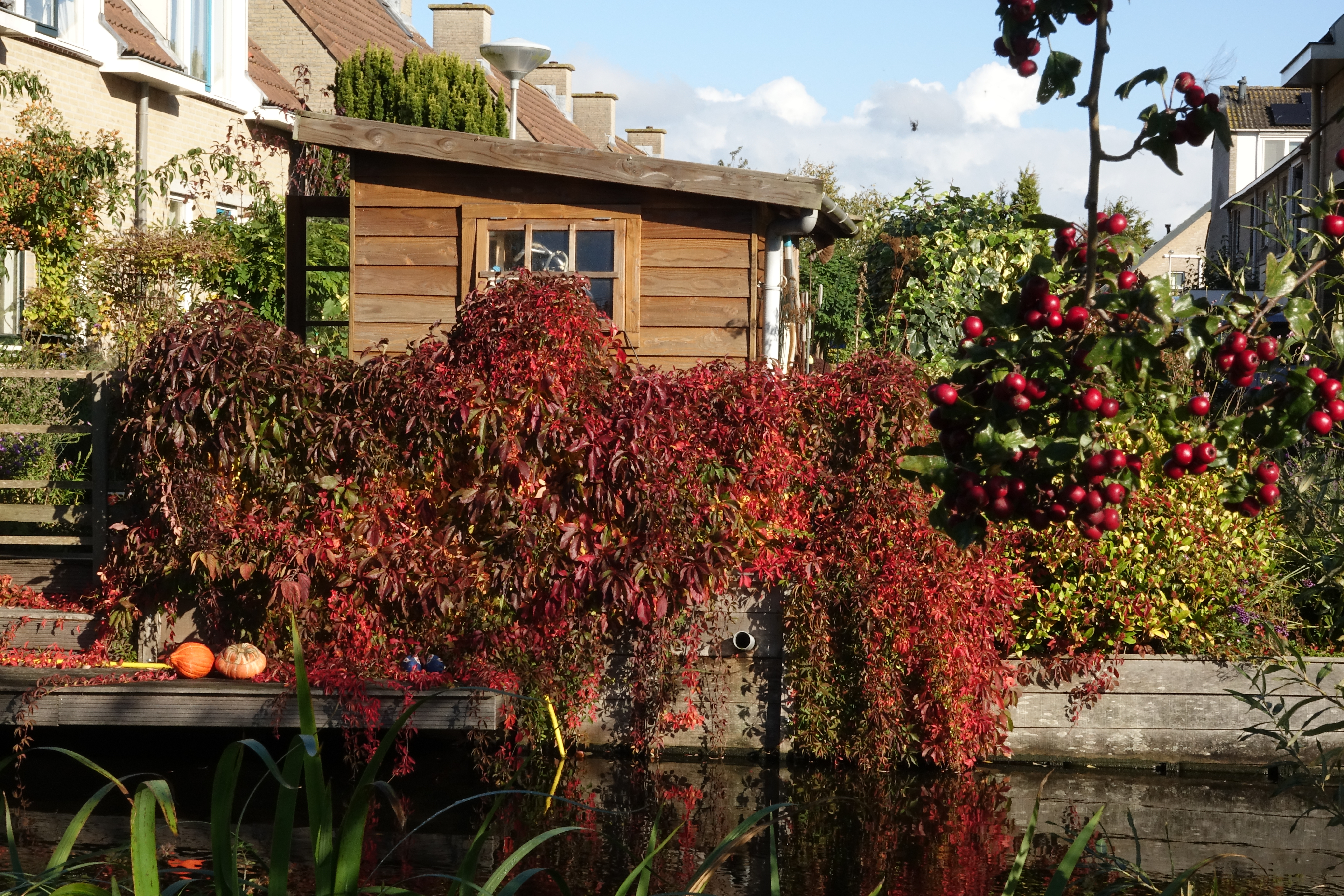 Tuin met struik met rood blad tuin Lidy en Bert