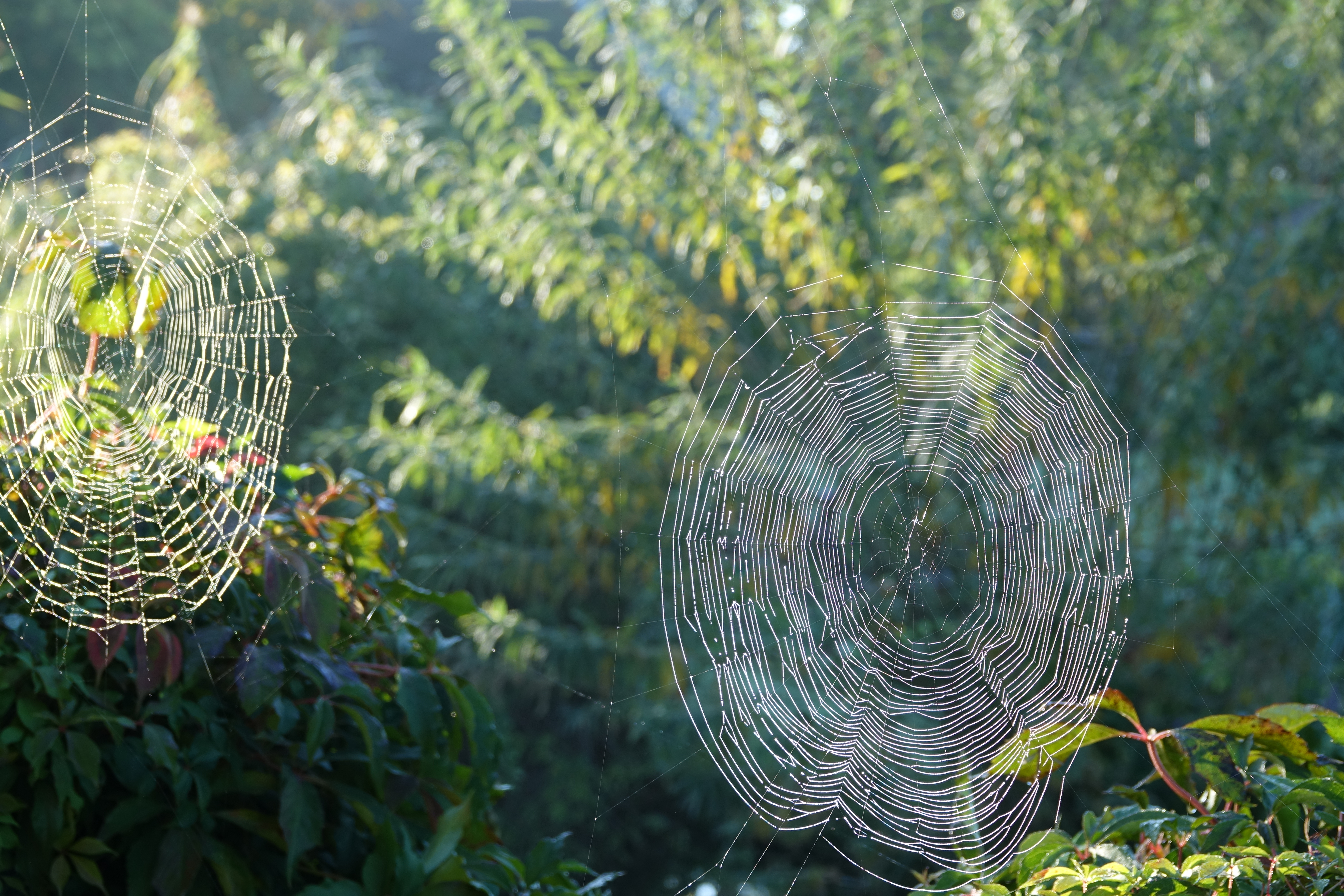Spinnewebben tuin Lidy en Bert