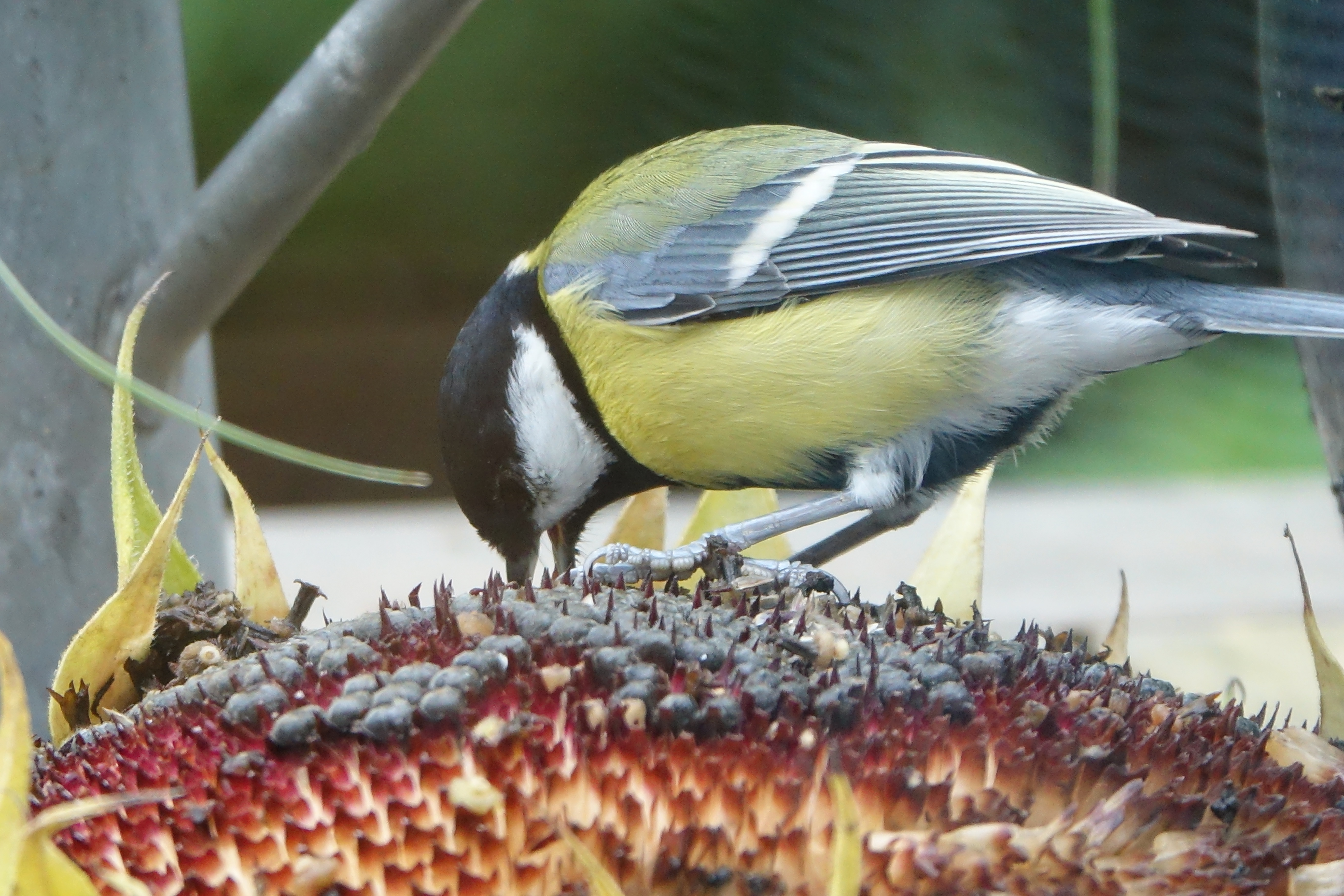 Vogel eet zaden tuin Lidy en Bert