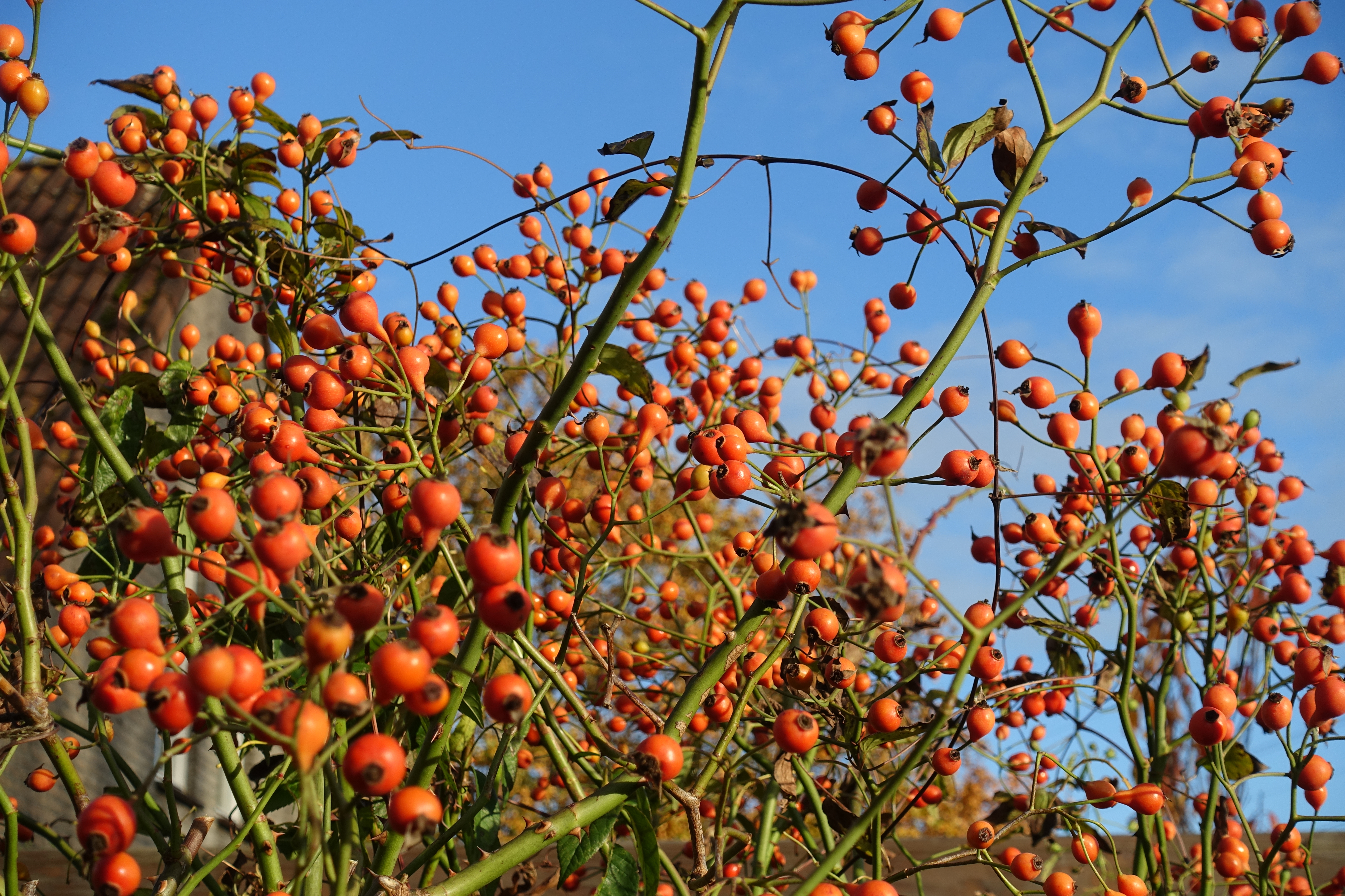 Bessen aan struik tuin Lidy en Bert